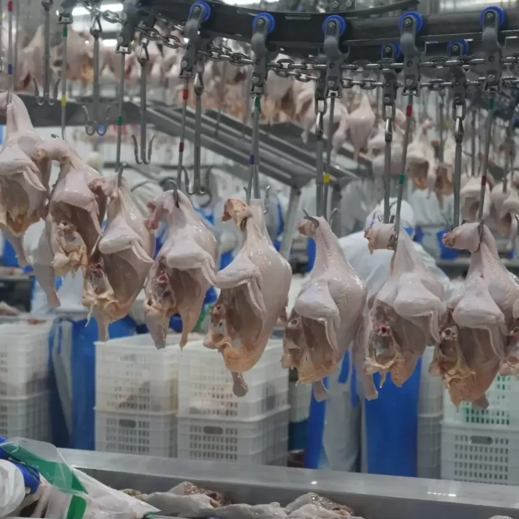 Цепь линий убоя птицы